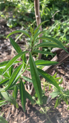 Coreopsis tripteris
