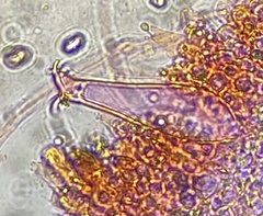 Pluteus