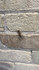Scutigera coleoptrata