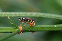 Conops quadrifasciatus