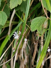 Thalictrum ichangense