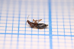 Anthocoridae