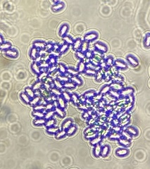 Pluteus