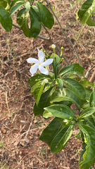 Tabernaemontana divaricata