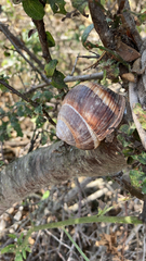 Helix lucorum