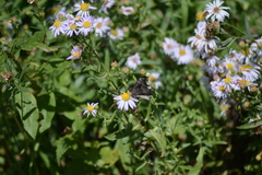 Polygonia gracilis