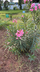 Nerium oleander