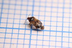 Anthocoridae