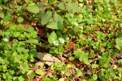 Stellaria media