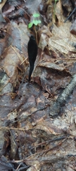 Geoglossum