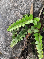 Cyrtomium nephrolepioides