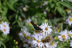 Polygonia gracilis