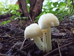 Amanita xylinivolva
