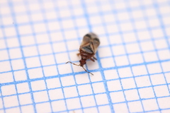Anthocoridae