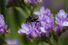 Mononychus punctumalbum