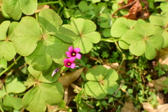 Oxalis articulata