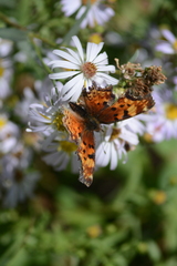 Polygonia gracilis