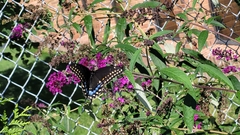 Papilio polyxenes