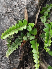 Cyrtomium nephrolepioides