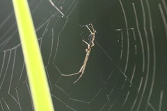 Tetragnatha laboriosa