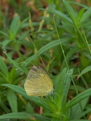 Eurema laeta