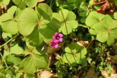 Oxalis articulata