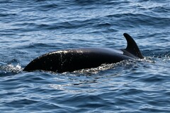 Globicephala macrorhynchus