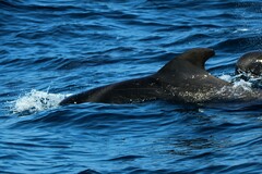 Globicephala macrorhynchus
