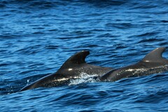 Globicephala macrorhynchus