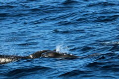 Globicephala macrorhynchus