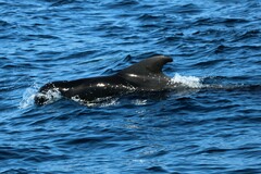 Globicephala macrorhynchus