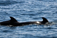 Globicephala macrorhynchus