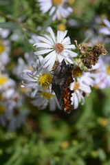Polygonia gracilis