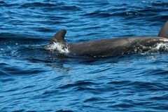 Globicephala macrorhynchus