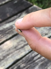 Ischnura