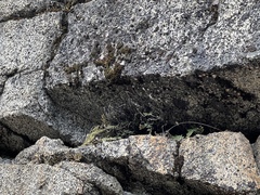 Myriopteris gracillima