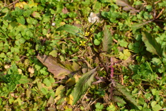 Rorippa indica