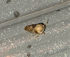 Smiliinae