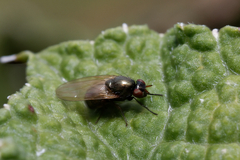 Calliopum