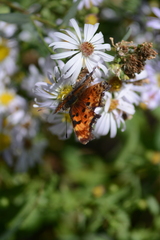 Polygonia gracilis