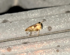 Smiliinae