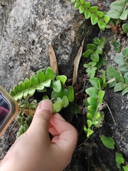 Cyrtomium nephrolepioides