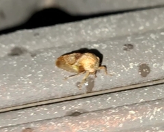 Smiliinae