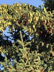 Picea engelmannii