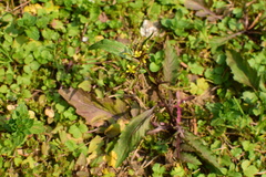 Rorippa indica