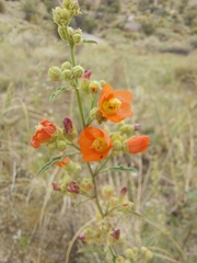 Sphaeralcea ambigua