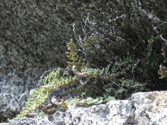 Myriopteris gracillima