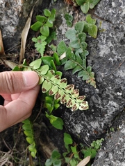 Cyrtomium nephrolepioides