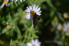 Polygonia gracilis