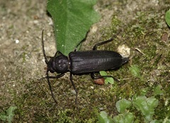 Arhopalus ferus